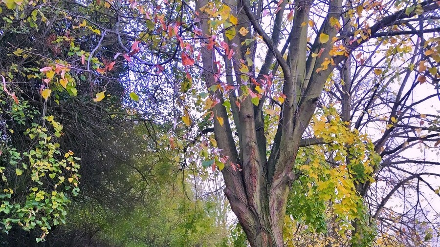 When Mother Nature starts painting, everyone starts staring 🍁💕🍂💜 #embracingtheseason