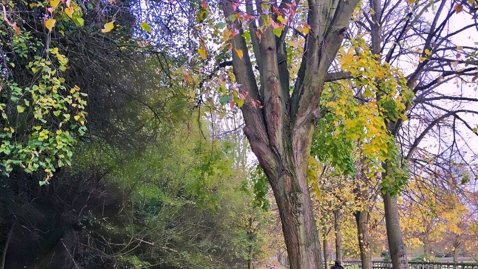 When Mother Nature starts painting, everyone starts staring 🍁💕🍂💜 #embracingtheseason