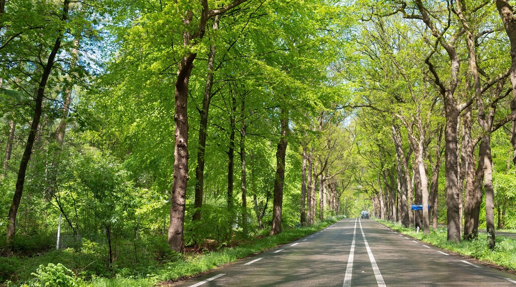 Utrechtse Heuvelrug Nationalpark