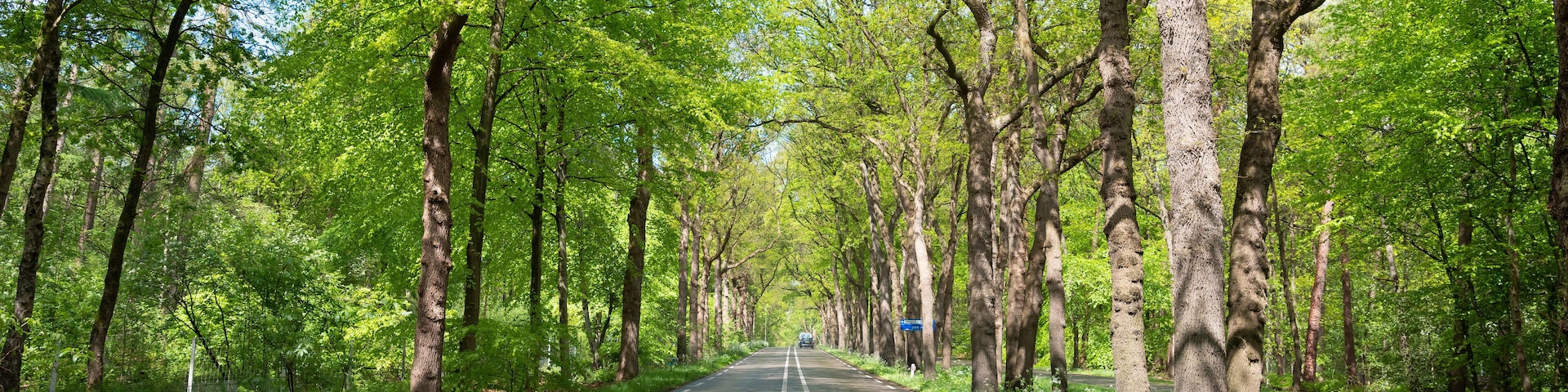 fresh leaves in spring forest near road on utrechtse heuvelrug in holland