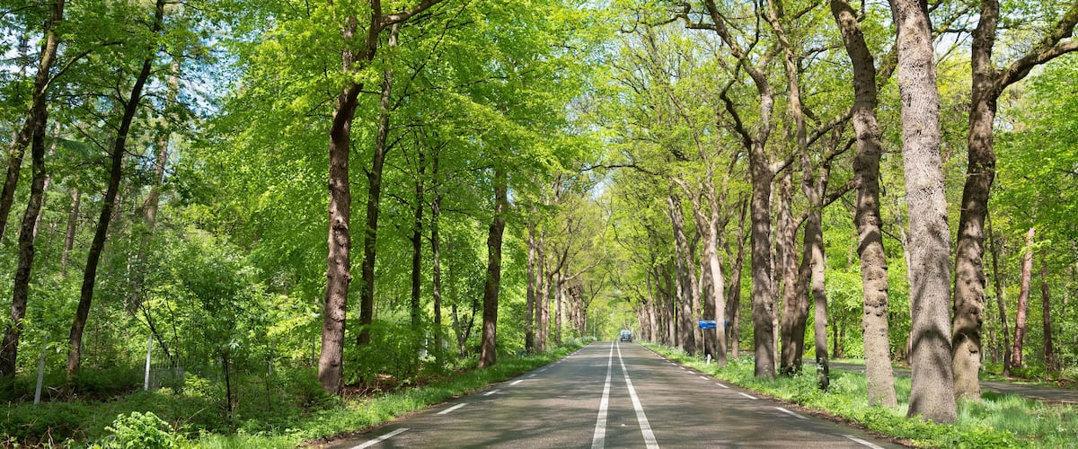 A road flanked by tall trees with lush green foliage.