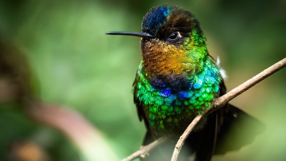 Fiery throated hummingbird, Boquete, Panama. A Small bird found in the high elevation forests of Costa Rica and Panama.