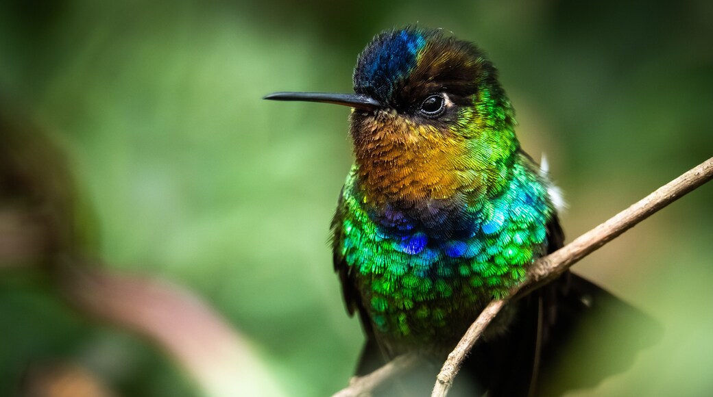 Fiery throated hummingbird, Boquete, Panama. A Small bird found in the high elevation forests of Costa Rica and Panama.