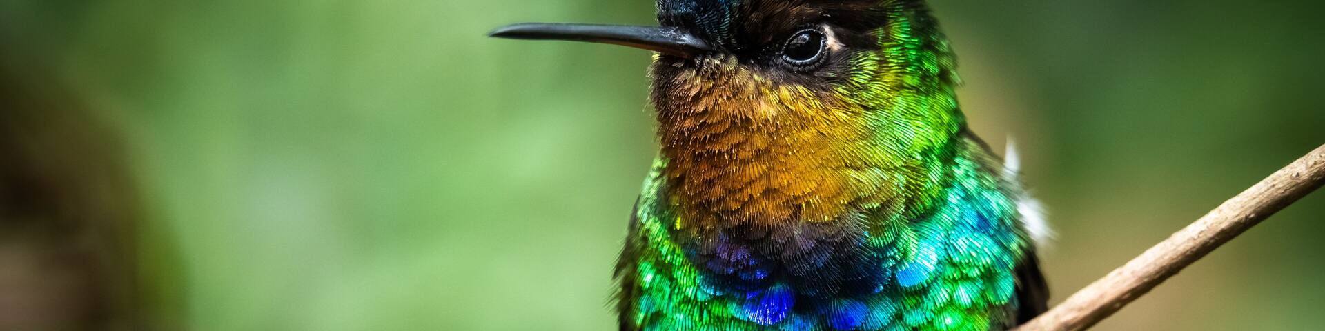 Fiery throated hummingbird, Boquete, Panama. A Small bird found in the high elevation forests of Costa Rica and Panama.
