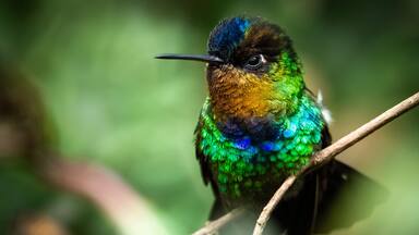 Fiery throated hummingbird, Boquete, Panama. A Small bird found in the high elevation forests of Costa Rica and Panama.