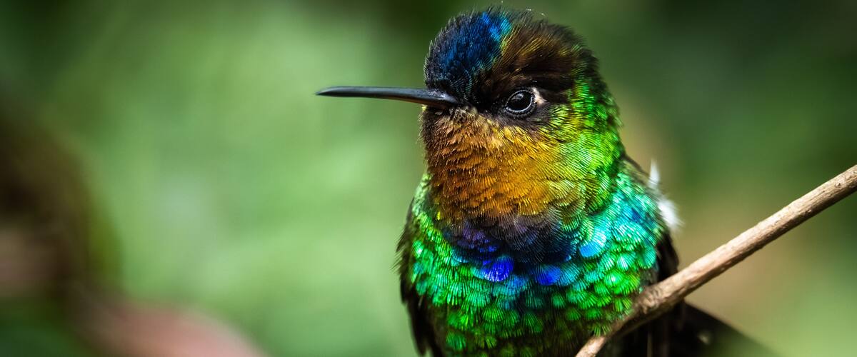 A bird with iridescent green and blue feathers perched on a branch.