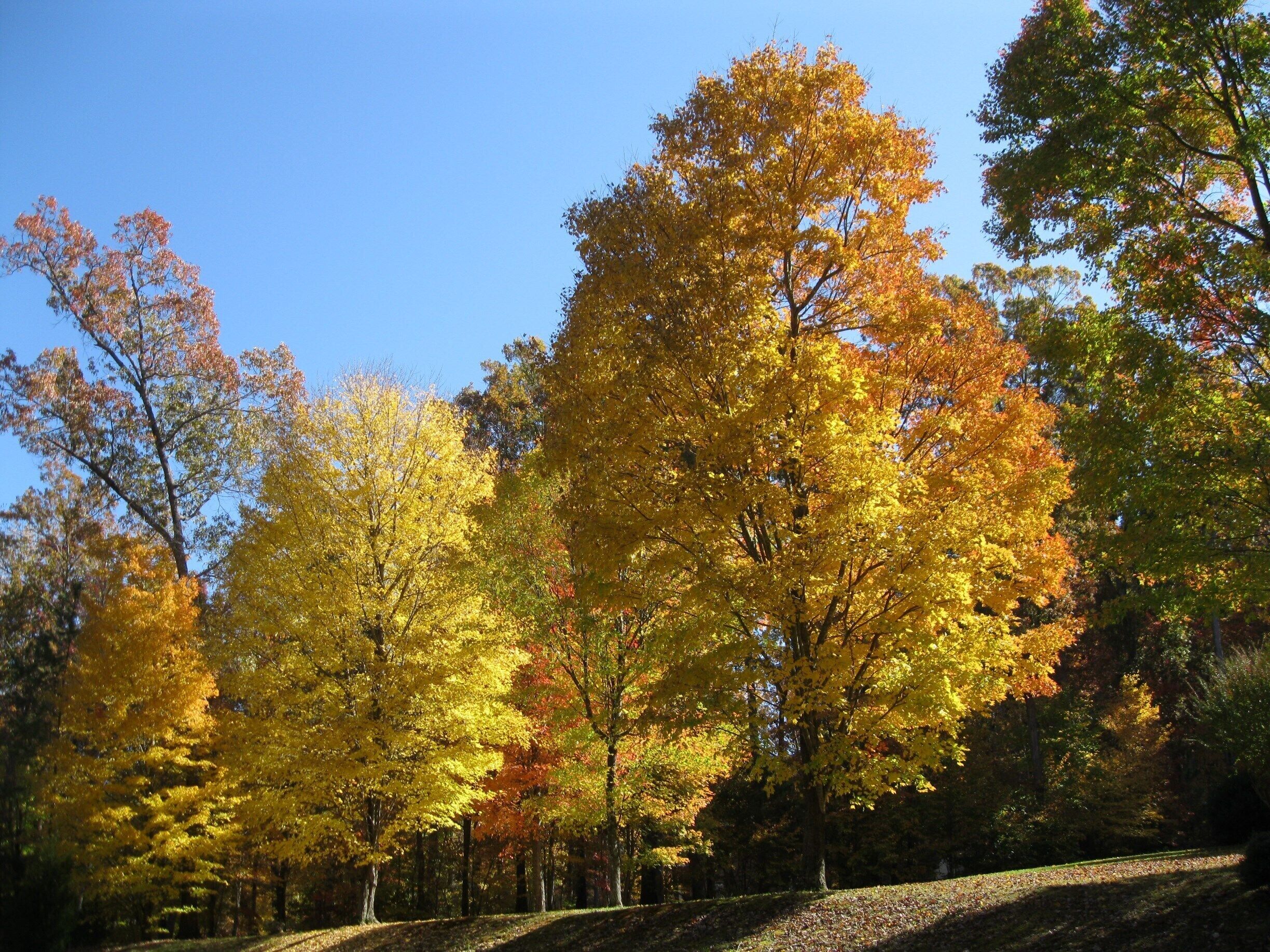 Fall in the Uwharries.