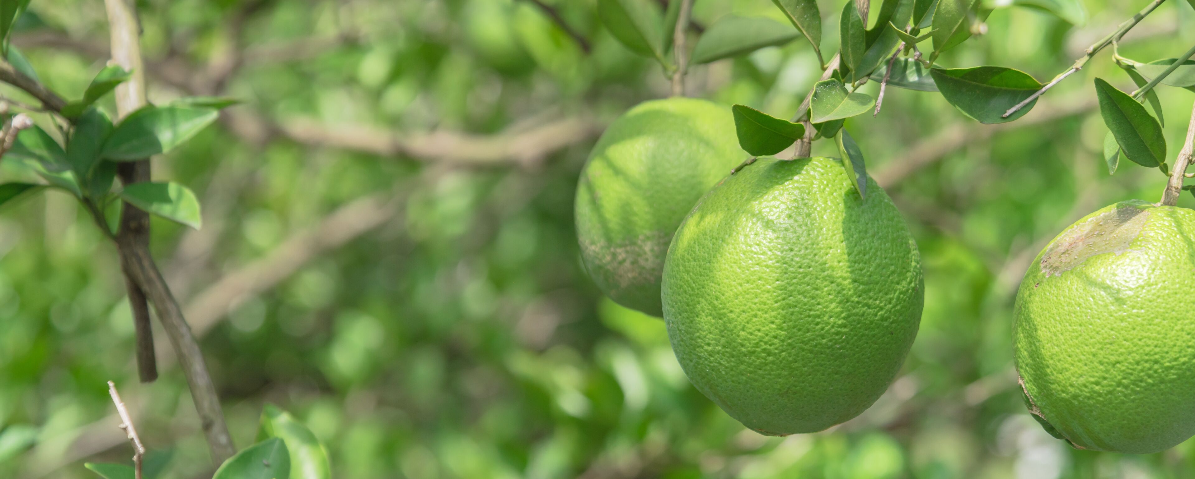 Panoramic group of unripe oranges fruit with wind scarring on tree branches at organic farm