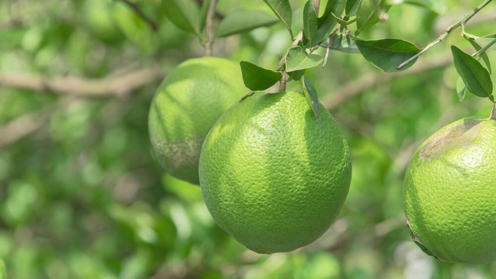 Des agrumes verts pendent des branches.