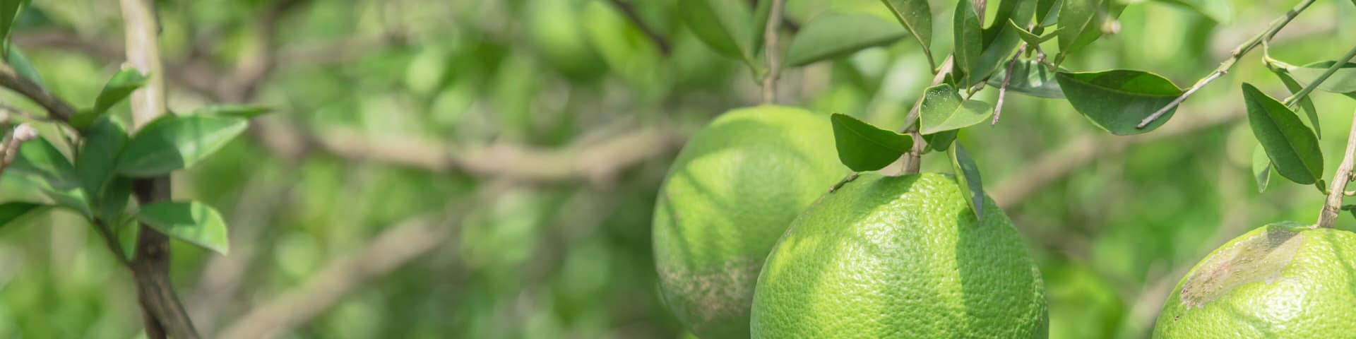 Green citrus fruits hanging from branches.