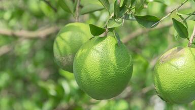 Panoramic group of unripe oranges fruit with wind scarring on tree branches at organic farm