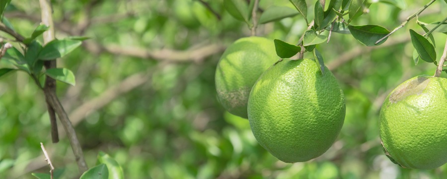 Panoramic group of unripe oranges fruit with wind scarring on tree branches at organic farm