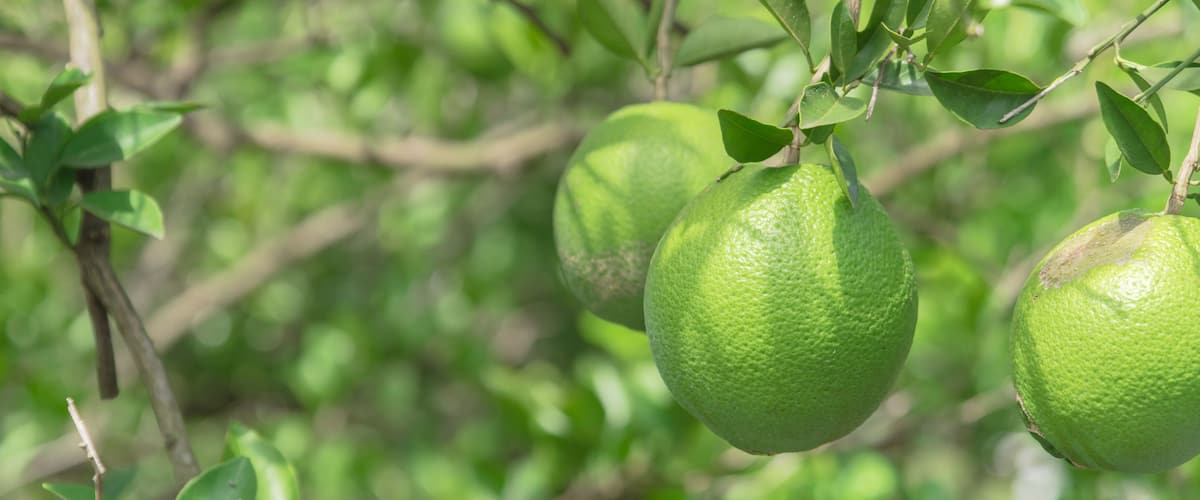 Green citrus fruits hanging from branches.