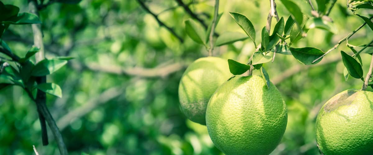 Group of unripe oranges fruit with wind scarring on tree branches at organic farm in Houston