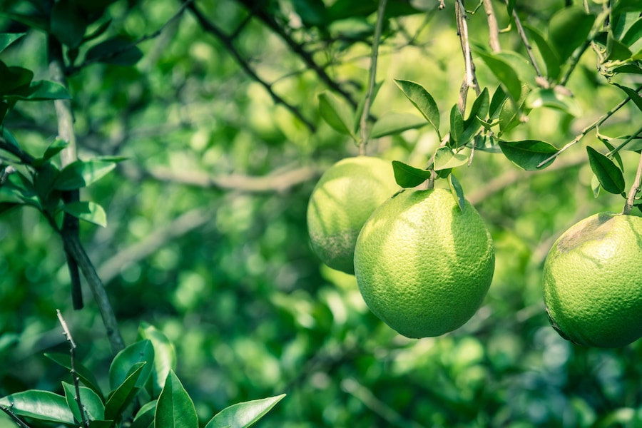 Group of unripe oranges fruit with wind scarring on tree branches at organic farm in Houston