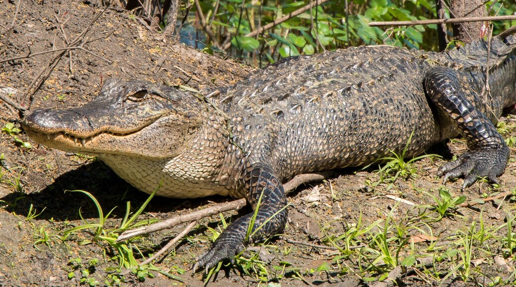 Brazos Bend State Park, Texas