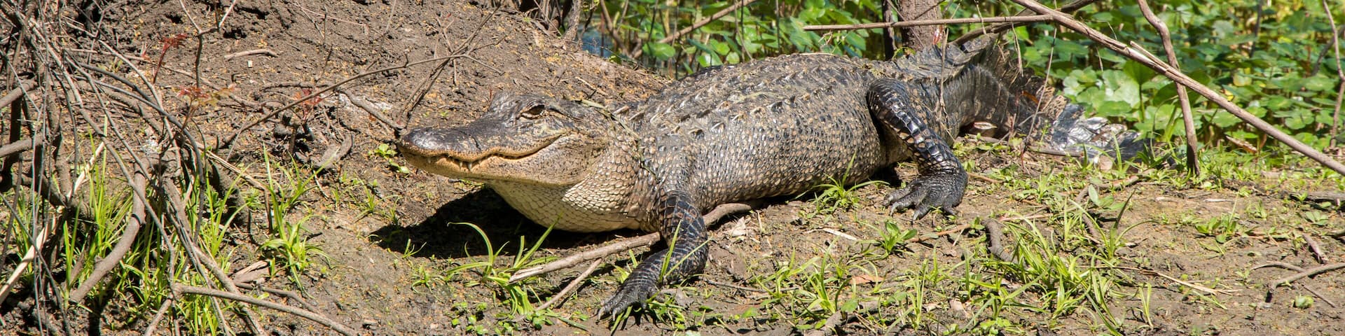 Brazos Bend State Park, Texas