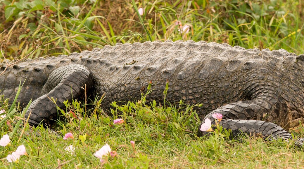 Brazos Bend State Park, Texas