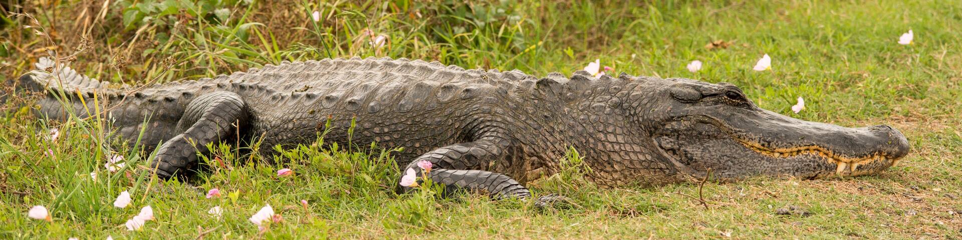 Brazos Bend State Park, Texas