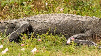 Brazos Bend State Park, Texas
