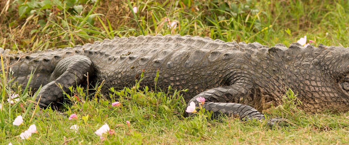 A large alligator resting in a grassy field with wildflowers.