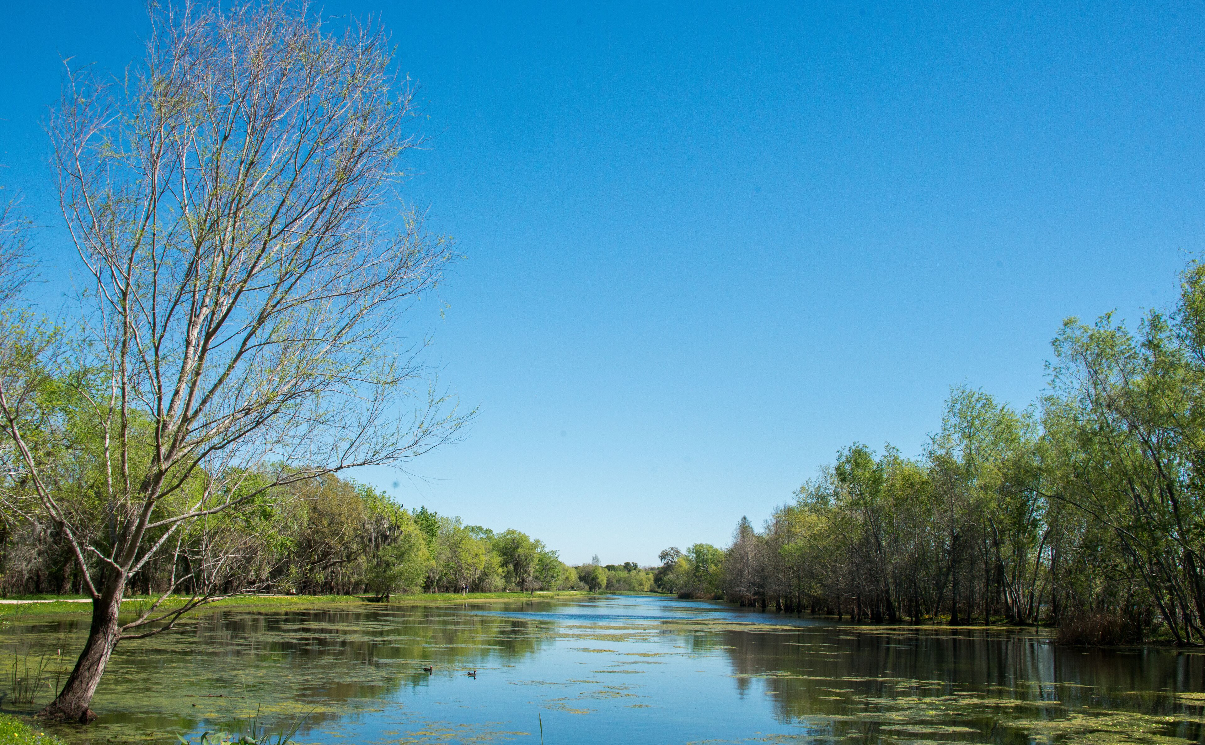 Brazos Bend State Park, Texas