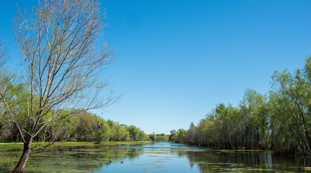 Brazos Bend State Park, Texas