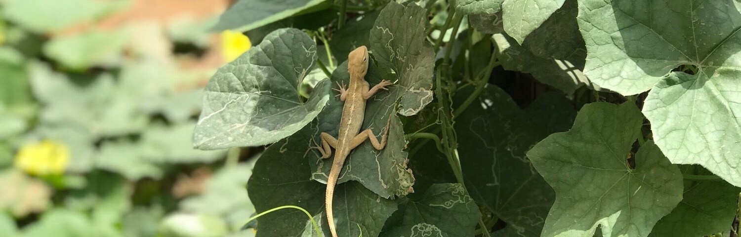 #lifeatexpedia nature has space for everyone 😀