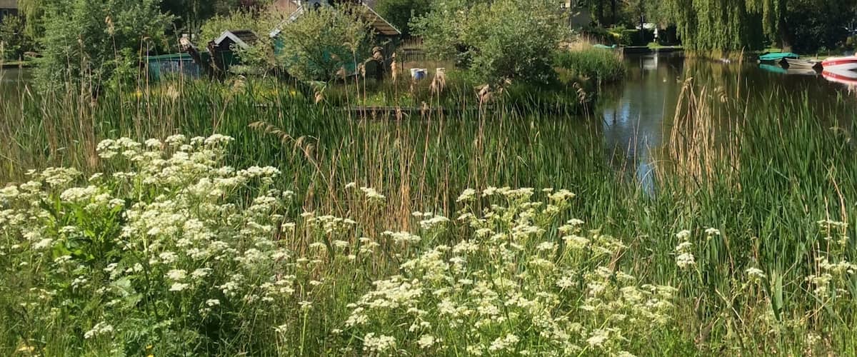 A windmill, a pond, and surrounding greenery.