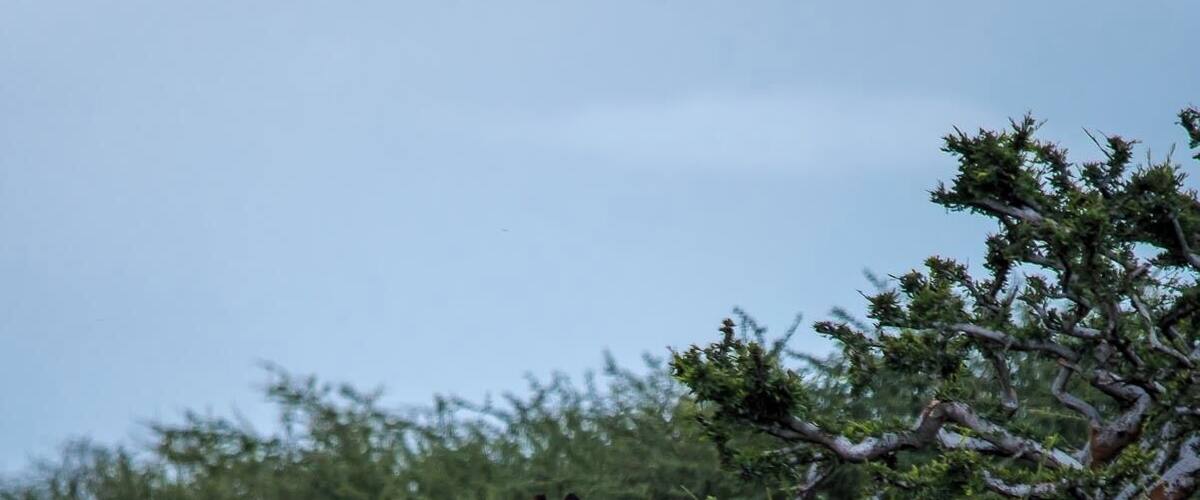 "3 Little Birds" sang Bob Marley.
Mt. Etjo is a private game reserve in northern Namibia en route to Etosha N.P.. It is a vast reserve and the game drive is worth the money. They also offer very pleasant camping spots with on site private bathrooms.