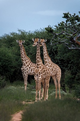 "3 Little Birds" sang Bob Marley.
Mt. Etjo is a private game reserve in northern Namibia en route to Etosha N.P.. It is a vast reserve and the game drive is worth the money. They also offer very pleasant camping spots with on site private bathrooms.