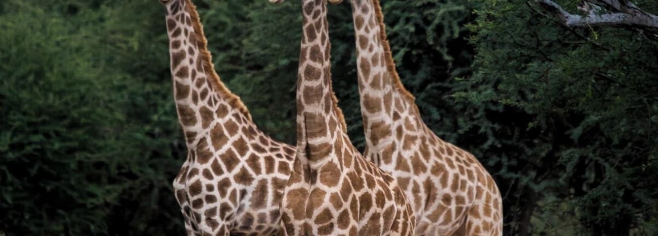 "3 Little Birds" sang Bob Marley.
Mt. Etjo is a private game reserve in northern Namibia en route to Etosha N.P.. It is a vast reserve and the game drive is worth the money. They also offer very pleasant camping spots with on site private bathrooms.