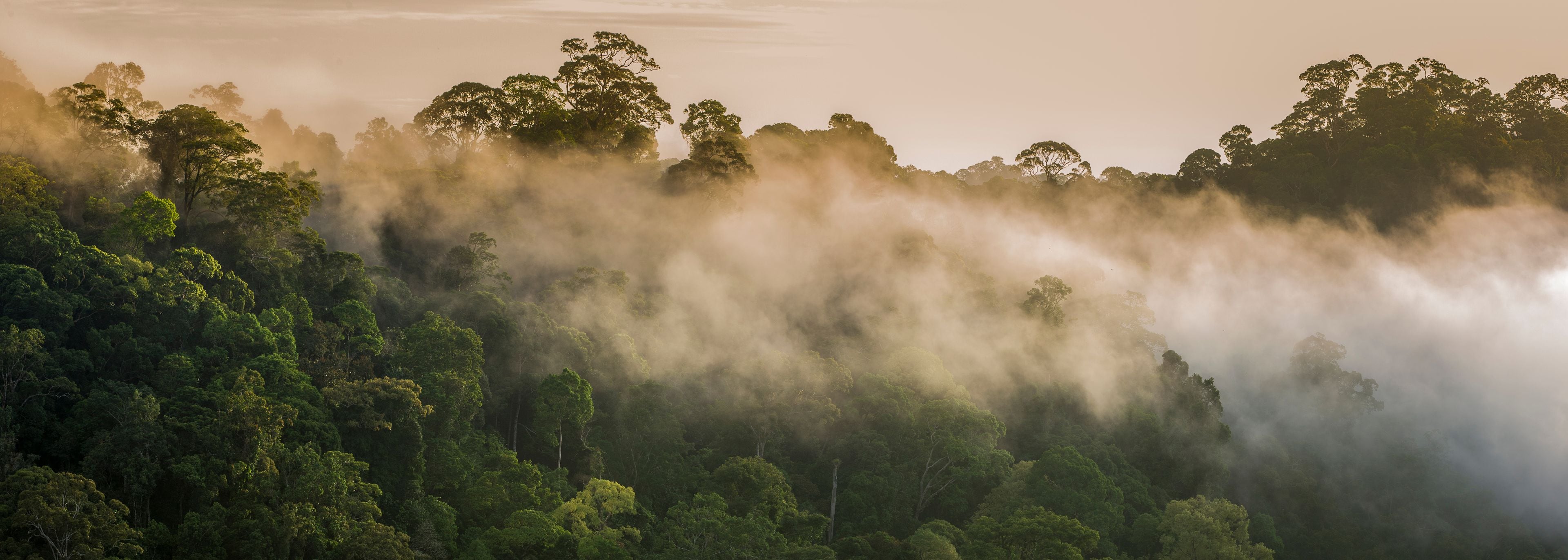 Early morning mist over the rainforest canopy. Temburong National Park, Brunei, Borneo. February 2009.