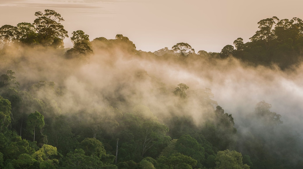 A dense forest with mist enveloping the trees.