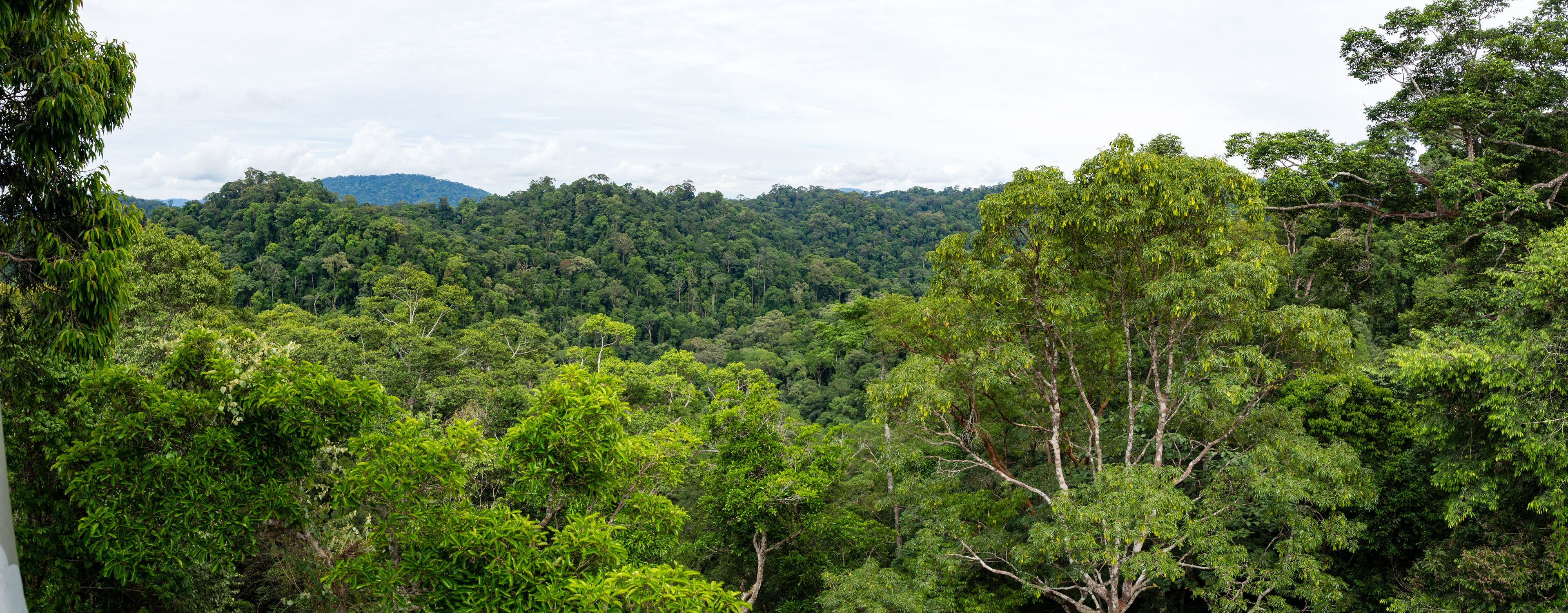A dense forest with a variety of trees and a mountain range in the background.