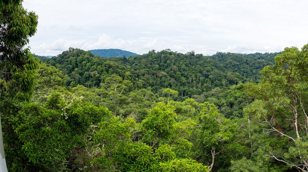A dense forest with a variety of trees and a mountain range in the background.