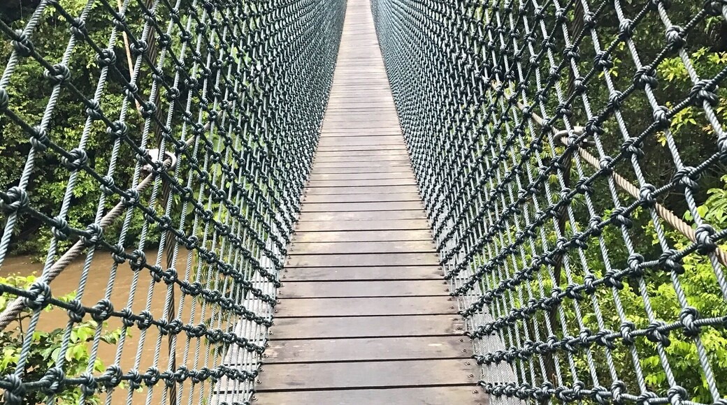 On our way to the canopy walk. 900 steps up!