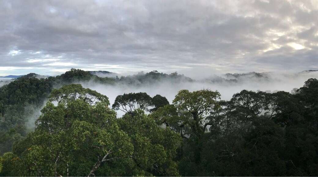 Watching the skies clear and the mist settle in Uluulu National Park, Temburong