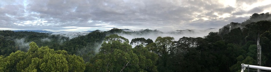 Watching the skies clear and the mist settle in Uluulu National Park, Temburong