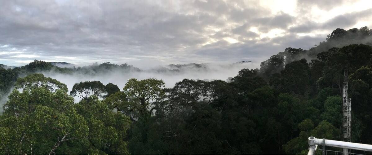 A dense forest with a misty atmosphere and a distant mountain range.