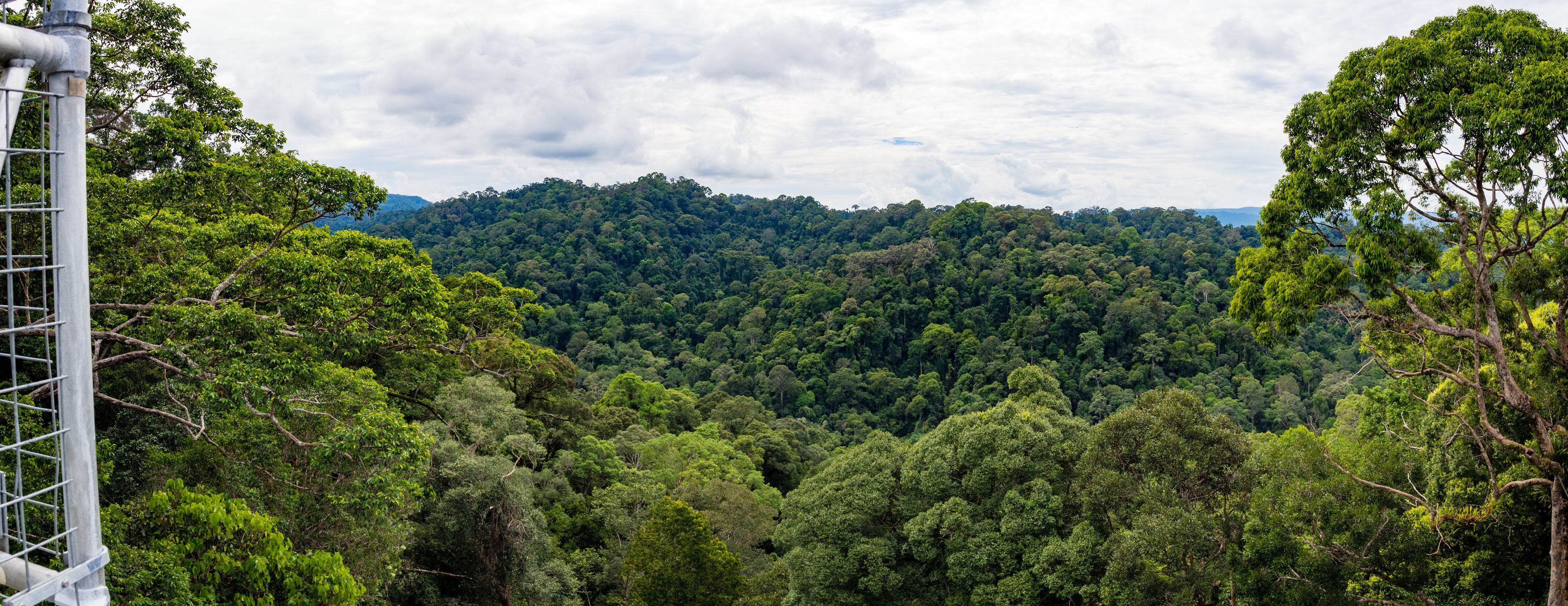 A dense forest with a metal structure in the foreground.