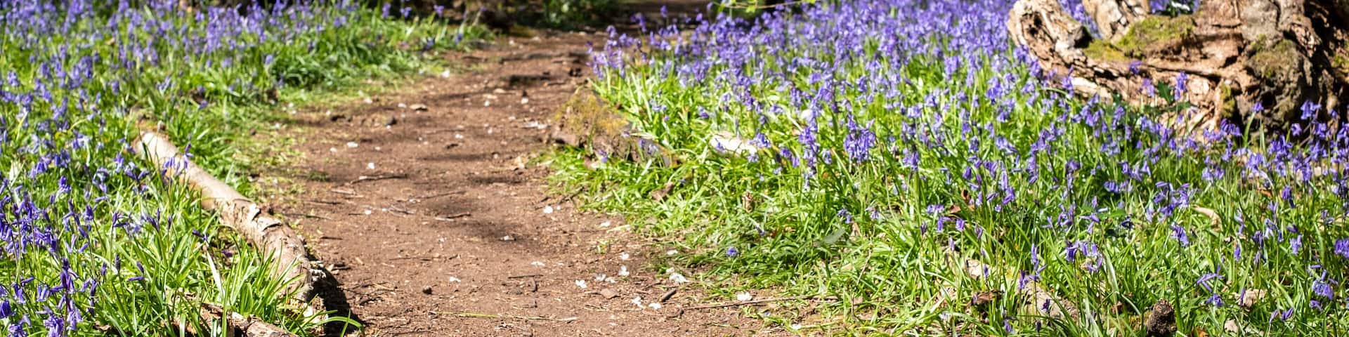 Wild bluebells beneath the trees, photographed at Pear Wood next to Stanmore Country Park in Stanmore, Middlesex, UK