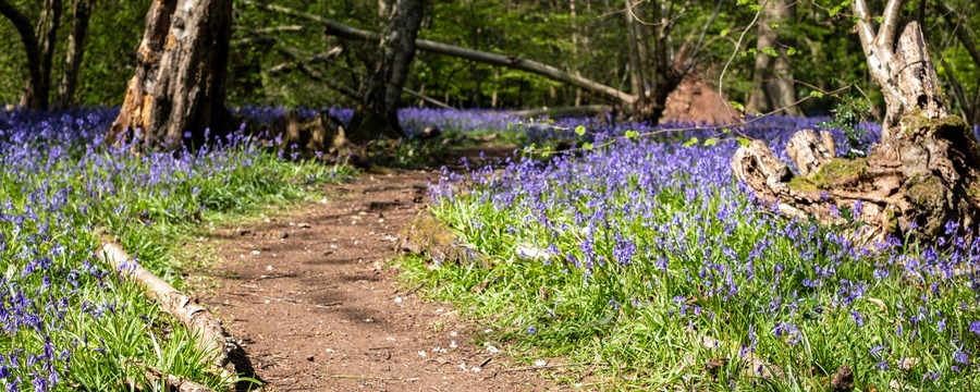Wild bluebells beneath the trees, photographed at Pear Wood next to Stanmore Country Park in Stanmore, Middlesex, UK