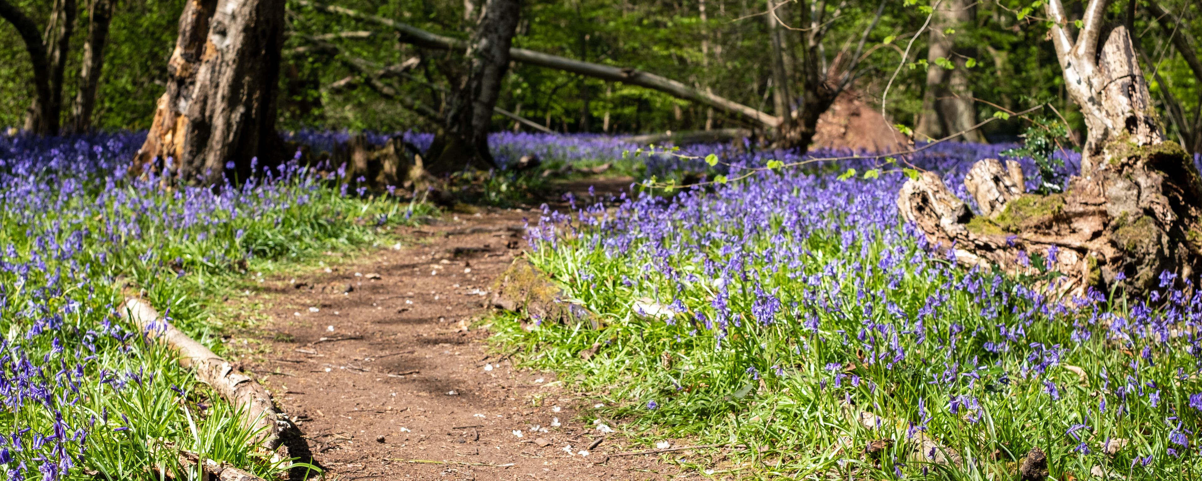 A forest path surrounded by purple flowers.