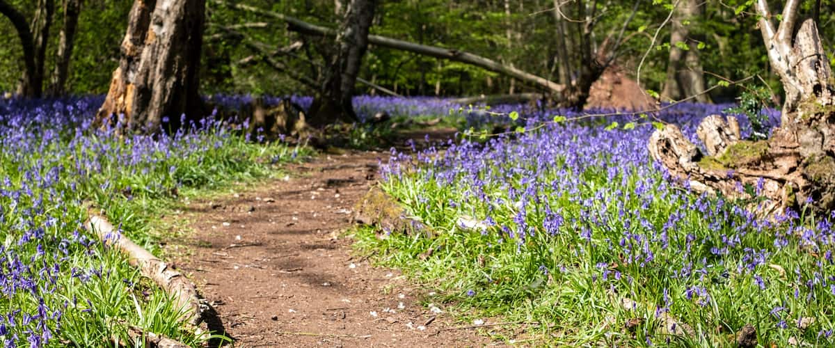 A forest path surrounded by purple flowers.