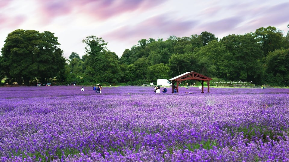 It's dreamy and fragrant :) I always wanted to visit a lavender farm (another one on my list is tulips farm), and this one is an hour away from London. The best time to visit is summers between June to August, check their website for latest updates. From West Croydon station take bus number 166 and get down at Oaks Park bus stop. There is 1 pound entrance fees. The farm is well kept and has lot of bees and butterflies. It is also a perfect place for a photo shoot or a private party (check website for rules and regulations). #lavender #mayfieldLavender #UnitedKingdom #london #lavenderfarm #uk #flowers