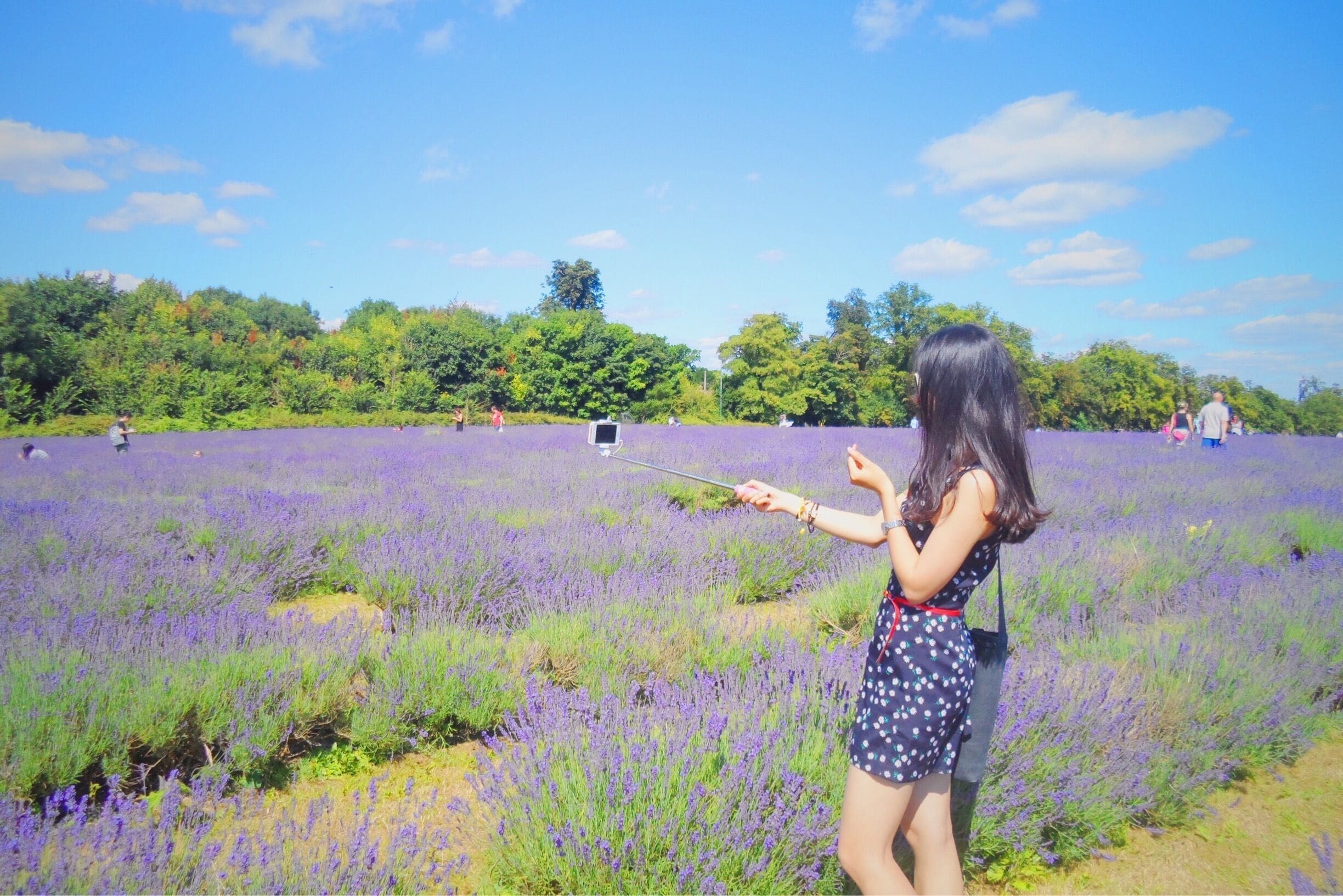 Day out to mayfield lavender farm yesterday! Took the train from London Victoria station to west Croydon station, took about half an hour. Then take the bus 166 to oaks park stop, about 45 mins. The lavender is exactly next to the bus stop!💜