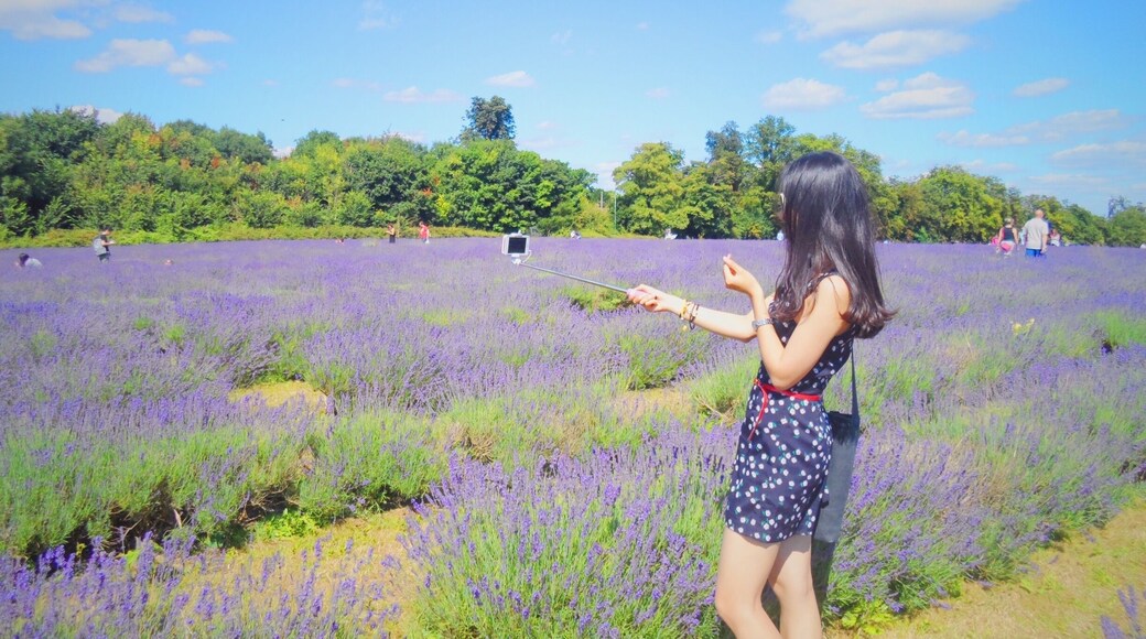 Day out to mayfield lavender farm yesterday! Took the train from London Victoria station to west Croydon station, took about half an hour. Then take the bus 166 to oaks park stop, about 45 mins. The lavender is exactly next to the bus stop!💜