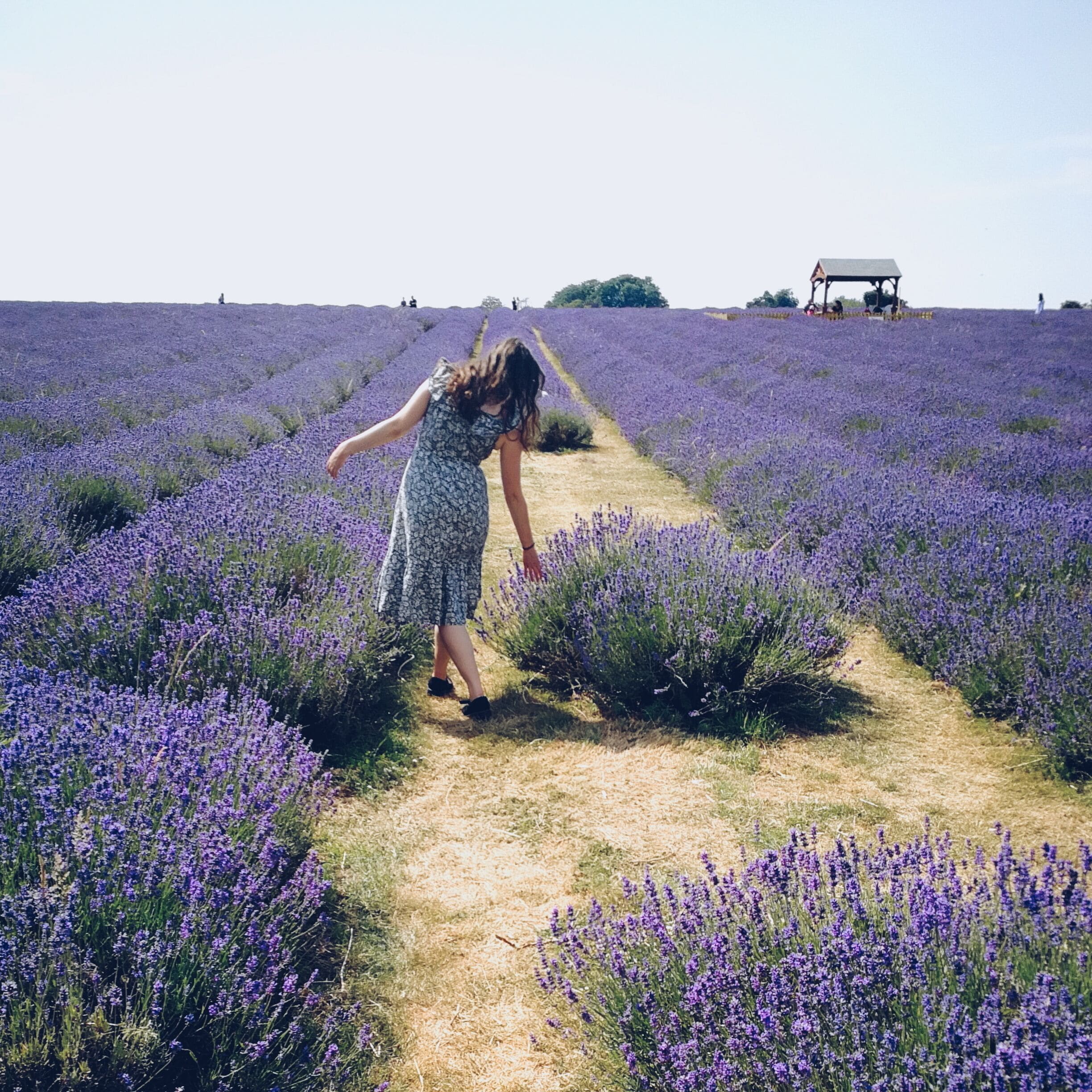 Beautiful lavender farm and field located near Croydon nonetheless! Makes a fabulous day trip from London and they have a wonderful cafe 