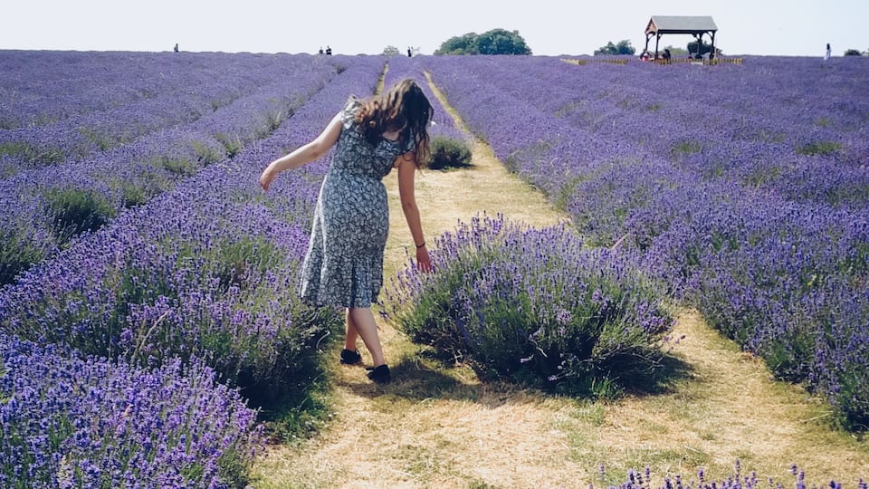 Beautiful lavender farm and field located near Croydon nonetheless! Makes a fabulous day trip from London and they have a wonderful cafe